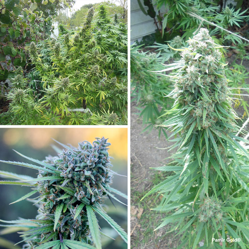 Pamir Gold, High altitude cannabis seeds by Dutch Passion