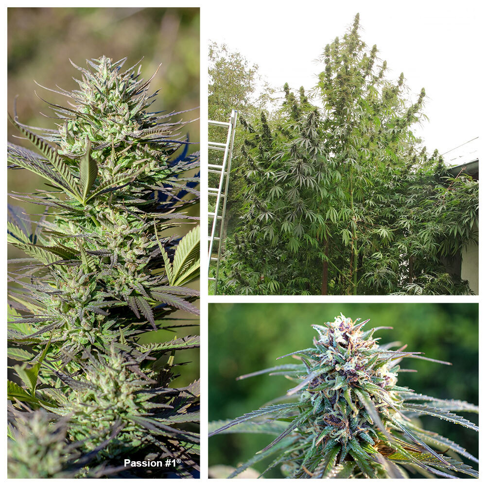 Passion #1 produces potent plants with heavy yields