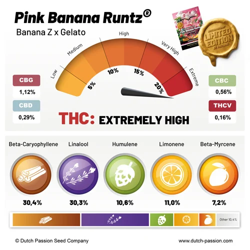 Pink Banana Runtz cannabinoid and terpene profile