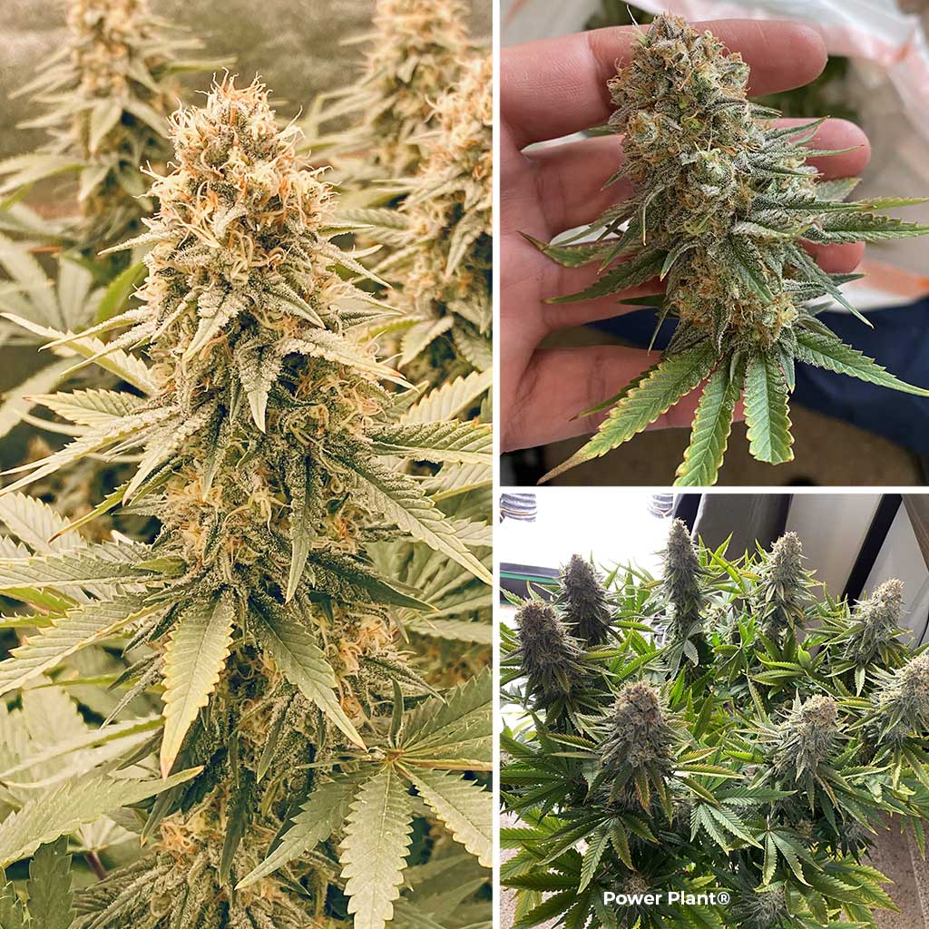 Power Plant, an iconic sativa cannabis strain