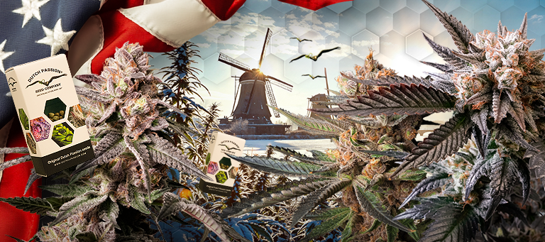 Slush Mint Cake new cannabis seed variety by Dutch Passion x Antonio