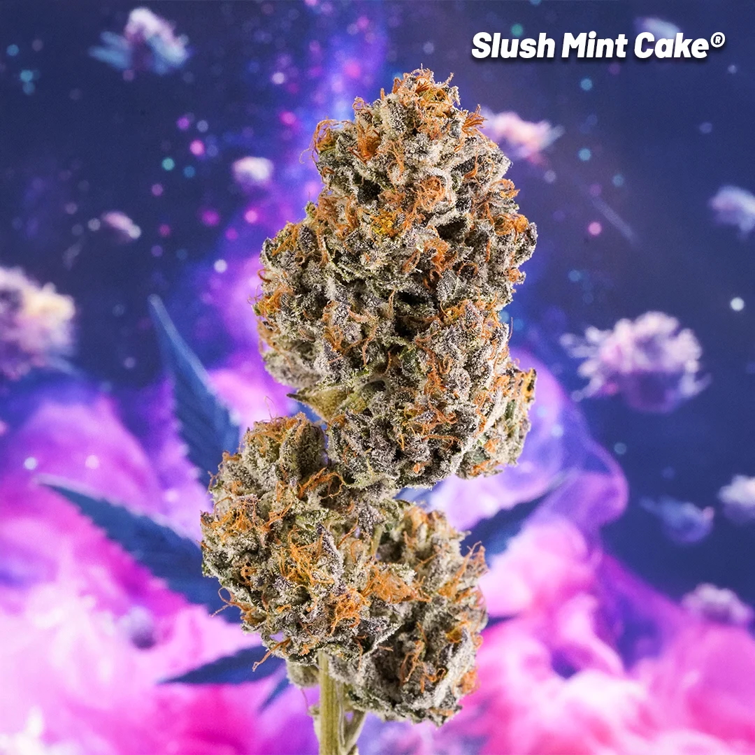 Slush Mint Cake bud on a pink and purple background