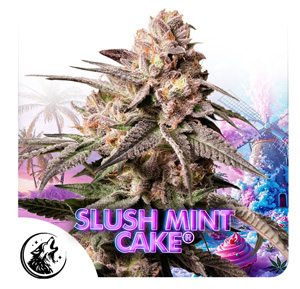 Slush Mint Cake cannabis seeds by Dutch Passion x Antonio
