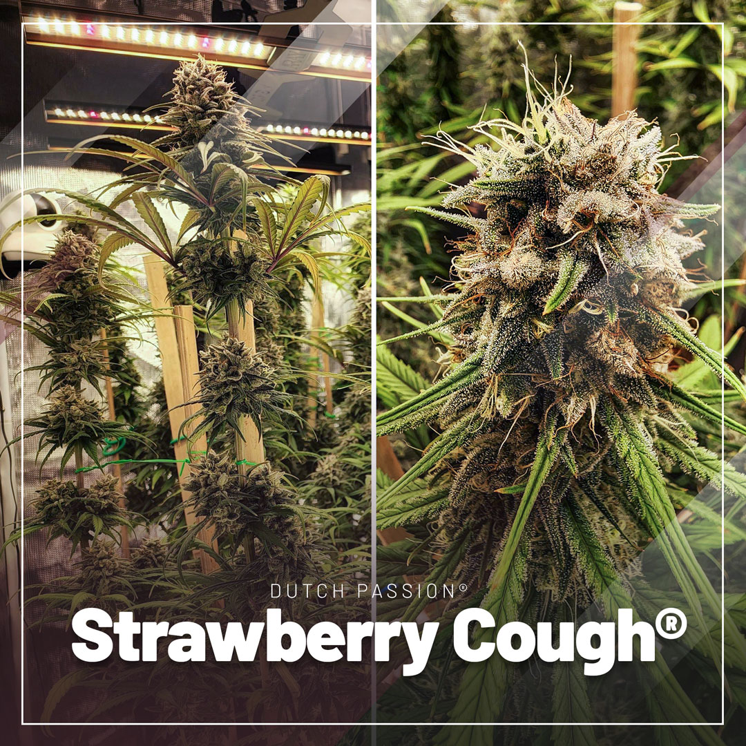 Strawberry Cough plant on the left, bud on the right