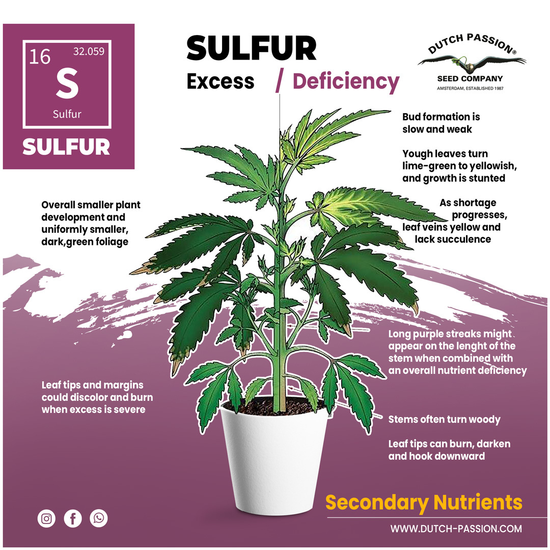 Sulfur deficiency in cannabis