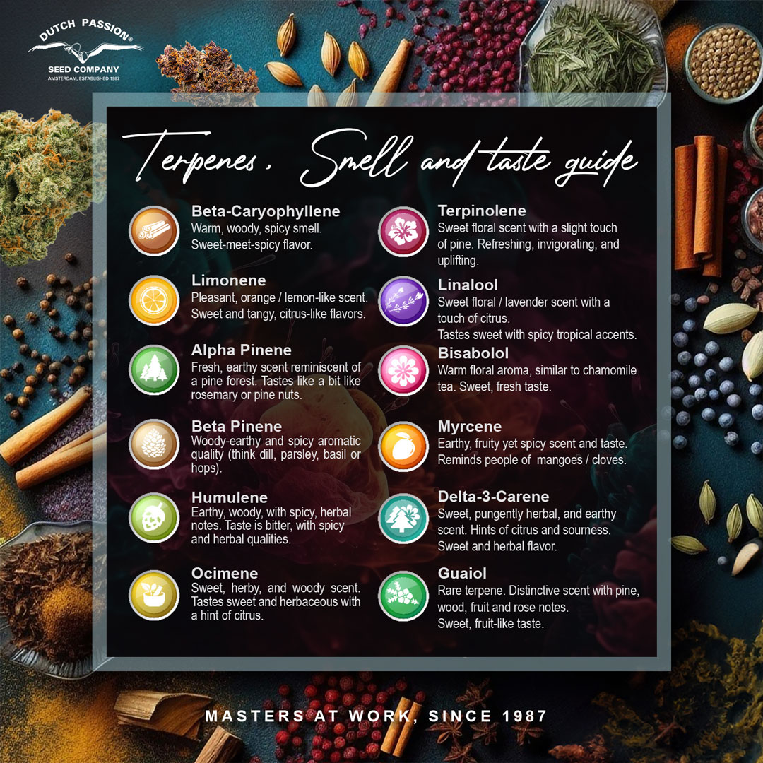 Taste and smell guide for terpenes