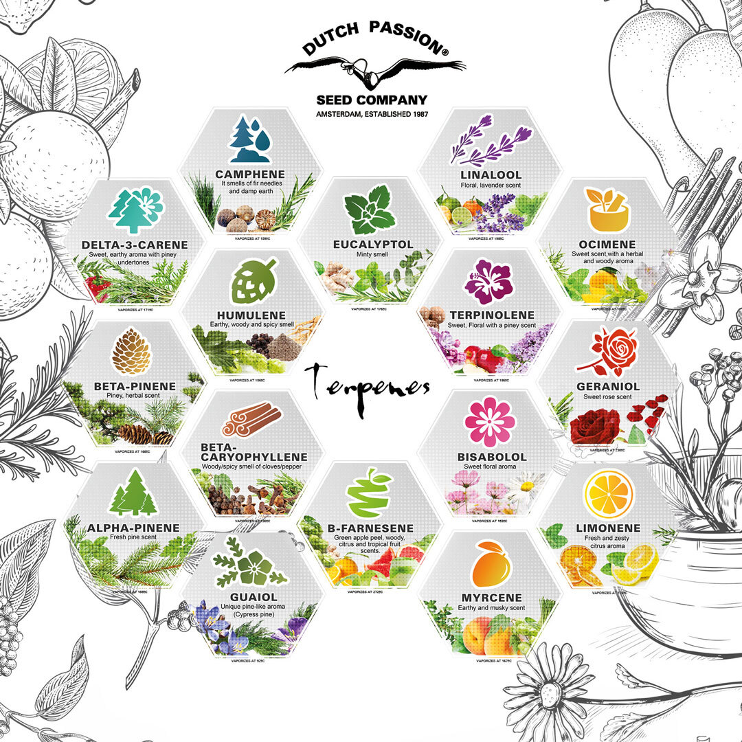 Terpenes overview by Dutch Passion
