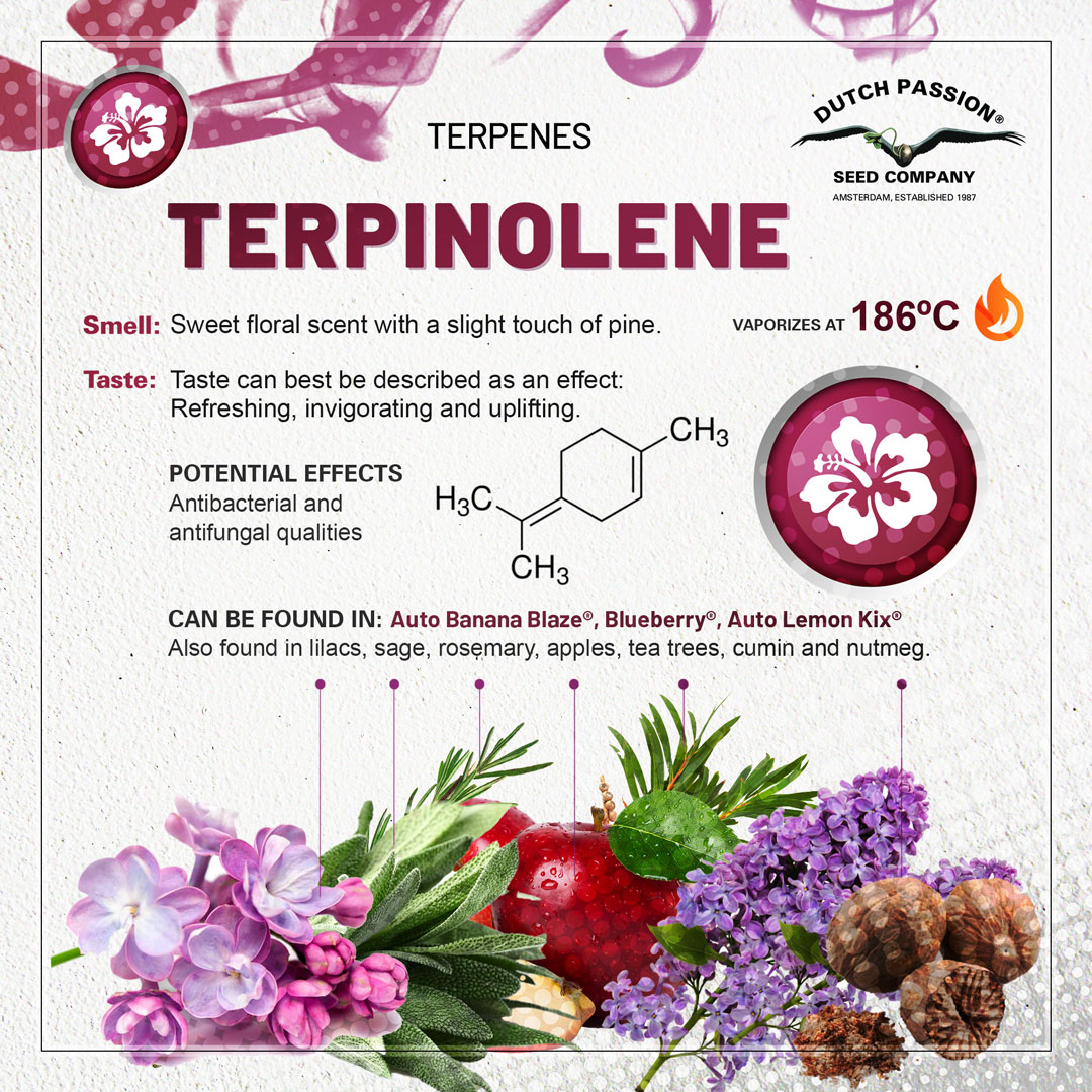 Terpinolene cannabis terpene guide
