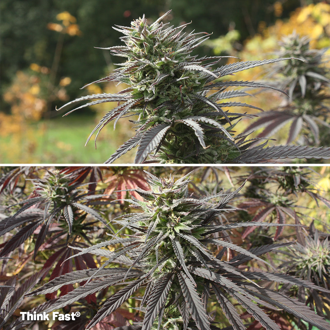 Think Fast outdoors