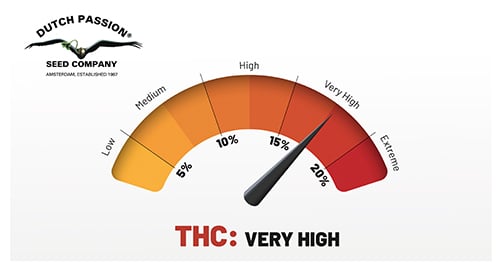 Very high THC content