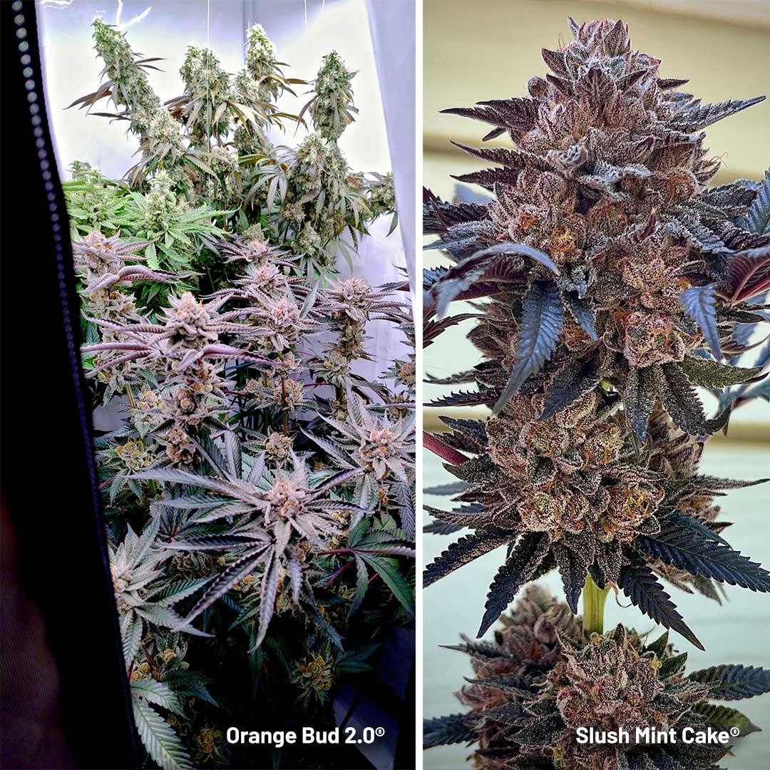 Will California growers still be able to buy Dutch and European genetics