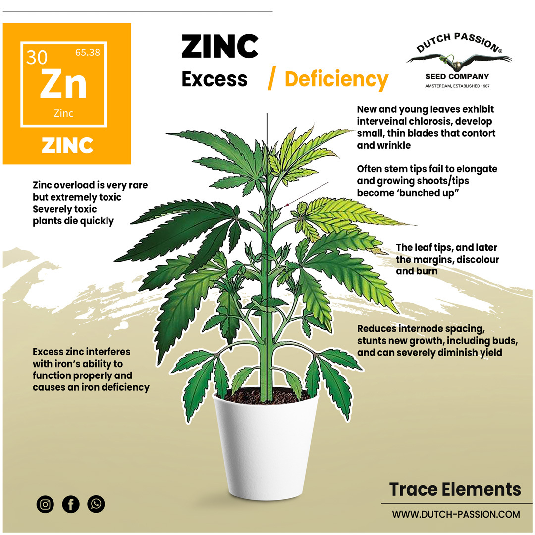 Zinc deficiency in cannabis
