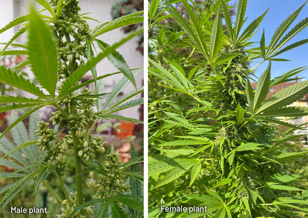 Male cannabis plant vs female cannabis plant