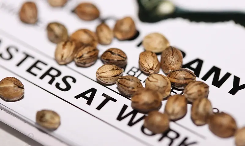 Close-up of Dutch Passion seeds