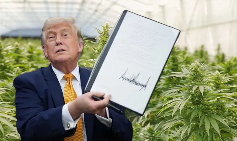 A man holding a signed document in a greenhouse with cannabis plants