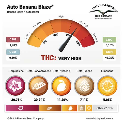 Auto Banana Blaze cannabinoid and terpene profile