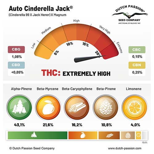 Auto Cinderella Jack cannabinoid and terpene profile