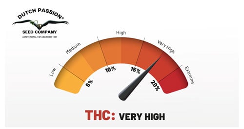 Auto Euforia cannabinoid profile