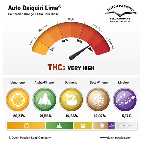 Auto Daiquiri Lime cannabinoid and terpene profile