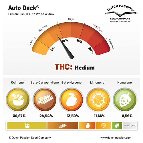 Auto Duck cannabinoid and terpene profile