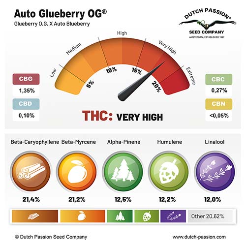 Auto Glueberry OG cannabinoid and terpene profile