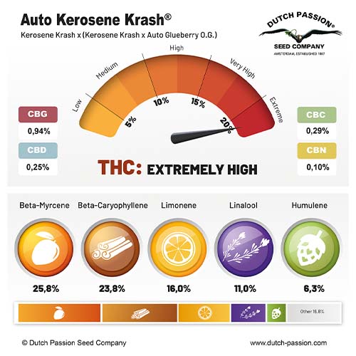 Auto Kerosene Krash cannabinoid and terpene profile