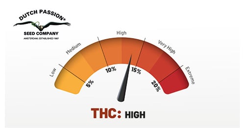 Auto Mazar cannabinoid profile