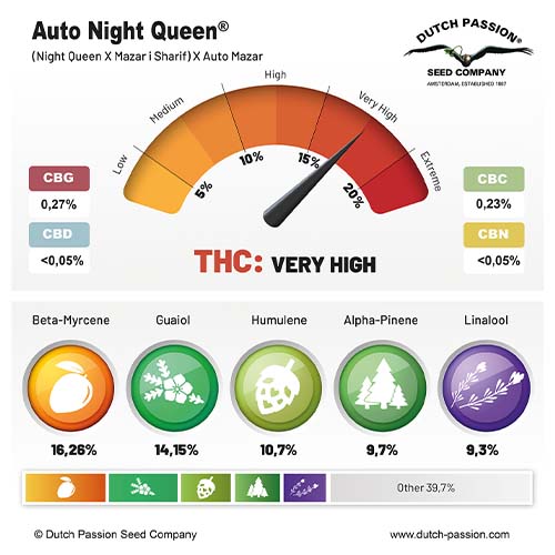 Auto Night Queenn cannabinoid and terpene profile