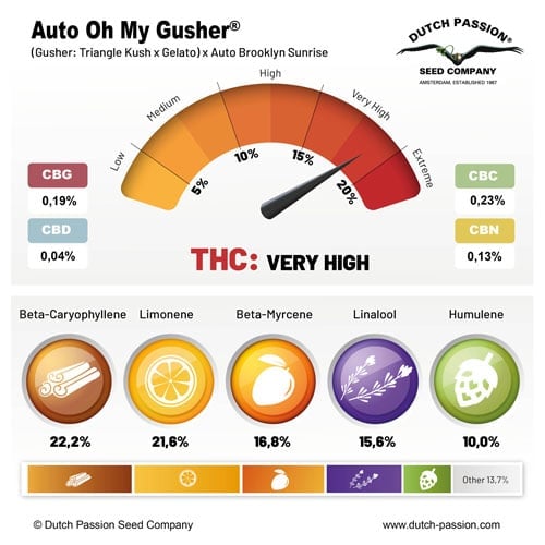 Auto Oh My Gusher cannabinoid and terpene profile