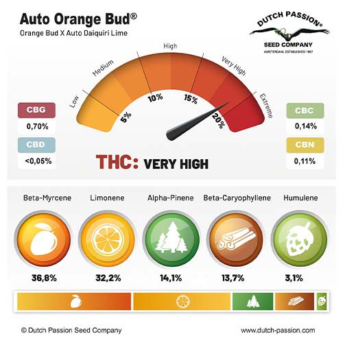 Auto Orange Bud cannabinoid and terpene profile