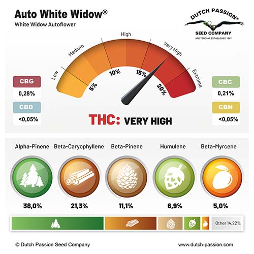 Auto White Widow cannabinoid and terpene profile