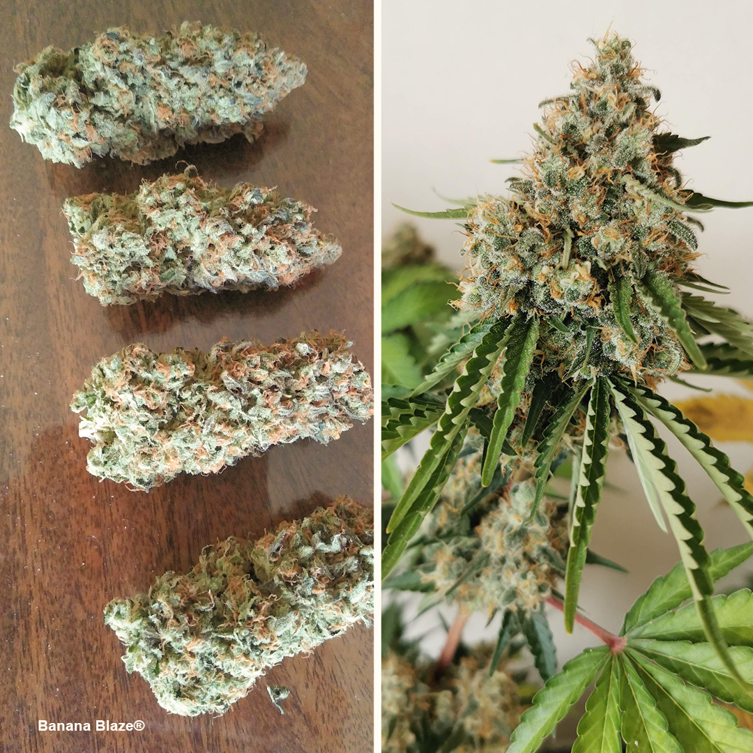 Banana Blaze buds with a sweet banana taste