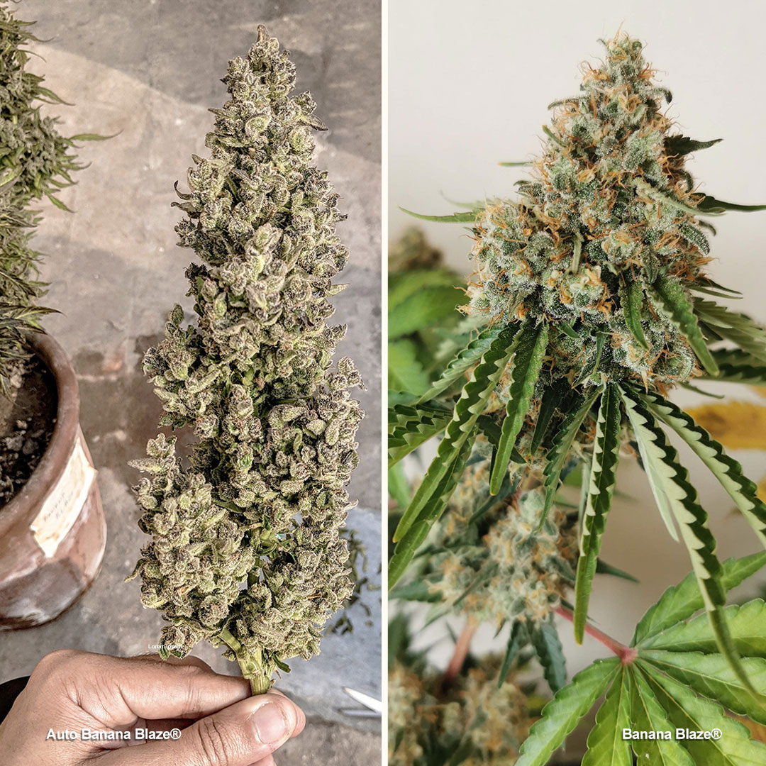 Banana Blaze is a forgiving Indica 