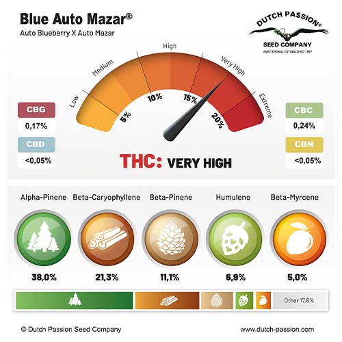 Blue Auto Mazar cannabinoid and terpene profile