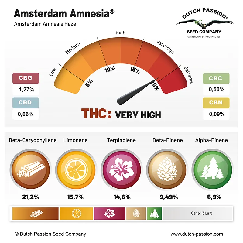 Amsterdam Amnesia cannabinoids and terpenes
