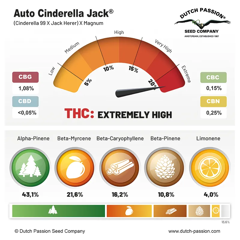 Auto Cinderella Jack cannabinoids and terpenes