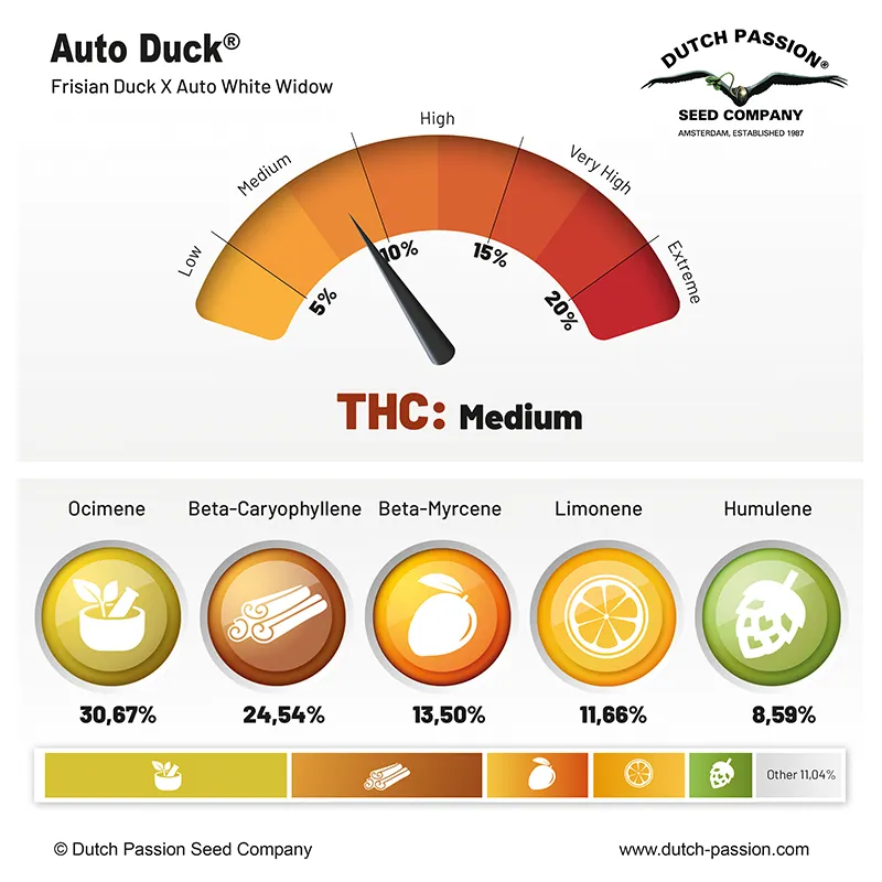 Auto Duck cannabinoids and terpenes