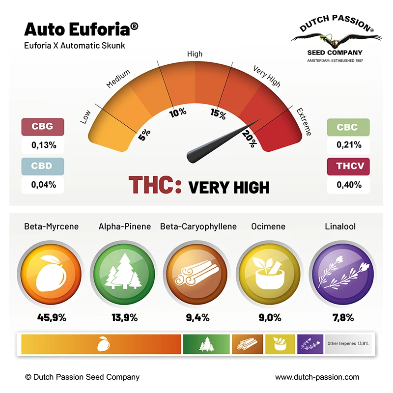 Auto Euforia terpenes and cannabinoids