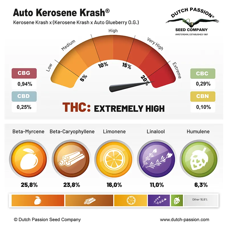 Auto Kerosene Krash cannabinoids and terpenes