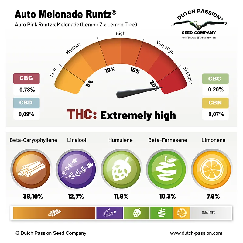 Auto Melonade Runtz cannabinoids and terpenes