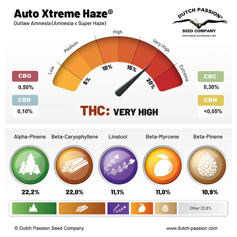 Auto Xtreme Haze cannabinoids and terpenes