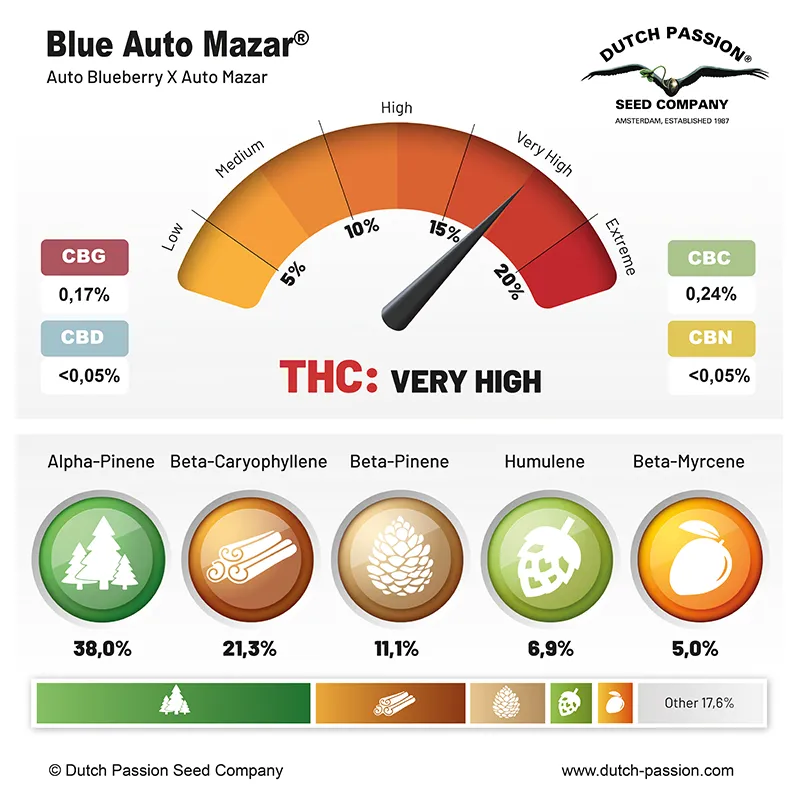 Blue Auto Mazar cannabinoids and terpenes