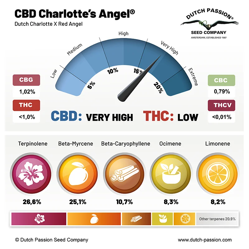 CBD Charlotte's Angel cannabinoid and terpene profile