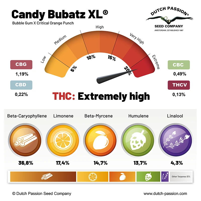 Buy Candy Bubatz XL Cannabis Seeds | Dutch Passion USA