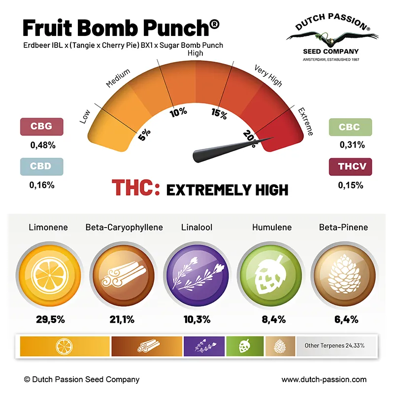 Fruit Bomb Punch cannabinoids and terpenes