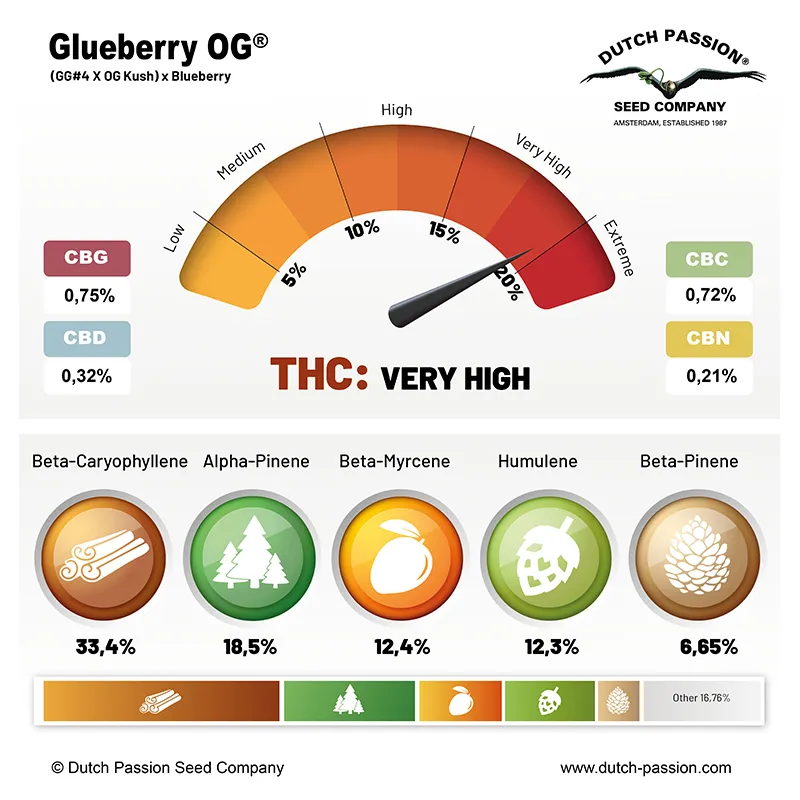 Glueberry O.G. cannabinoids and terpenes