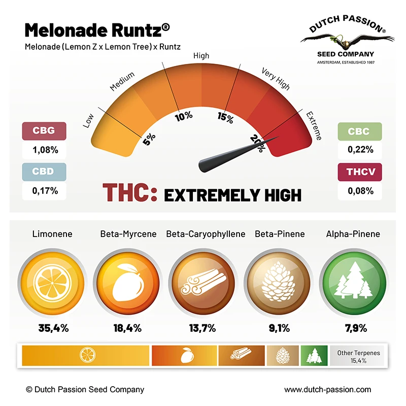 Melonade Runtz cannabinoids and terpenes