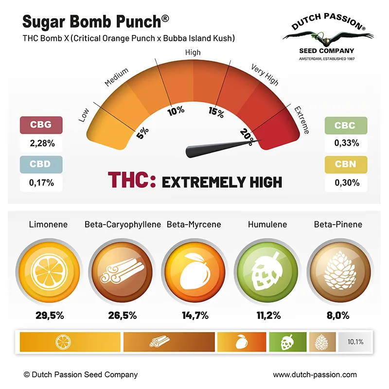 Sugar Bomb Punch cannabinoids and terpenes