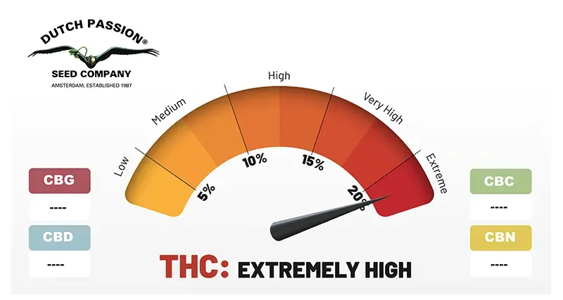Auto Kingston Punch extreme THC levels (>20%)
