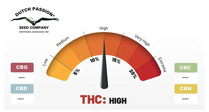 Auto Think Big high THC levels (10-15%)